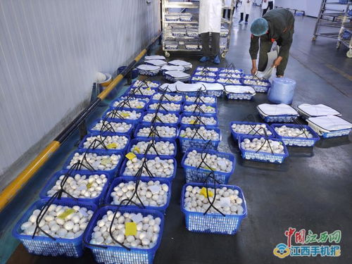 江西中田投資12億工廠化生產(chǎn)有機(jī)蘑菇，開(kāi)啟現(xiàn)代農(nóng)業(yè)新篇章